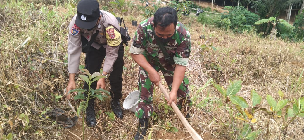 Linmas Hargorejo Lakukan Penanaman 200 Pohon Alpukat di Tanah Kas Desa